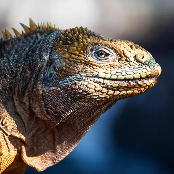 National Geographic Live: Discovering the Galapagos